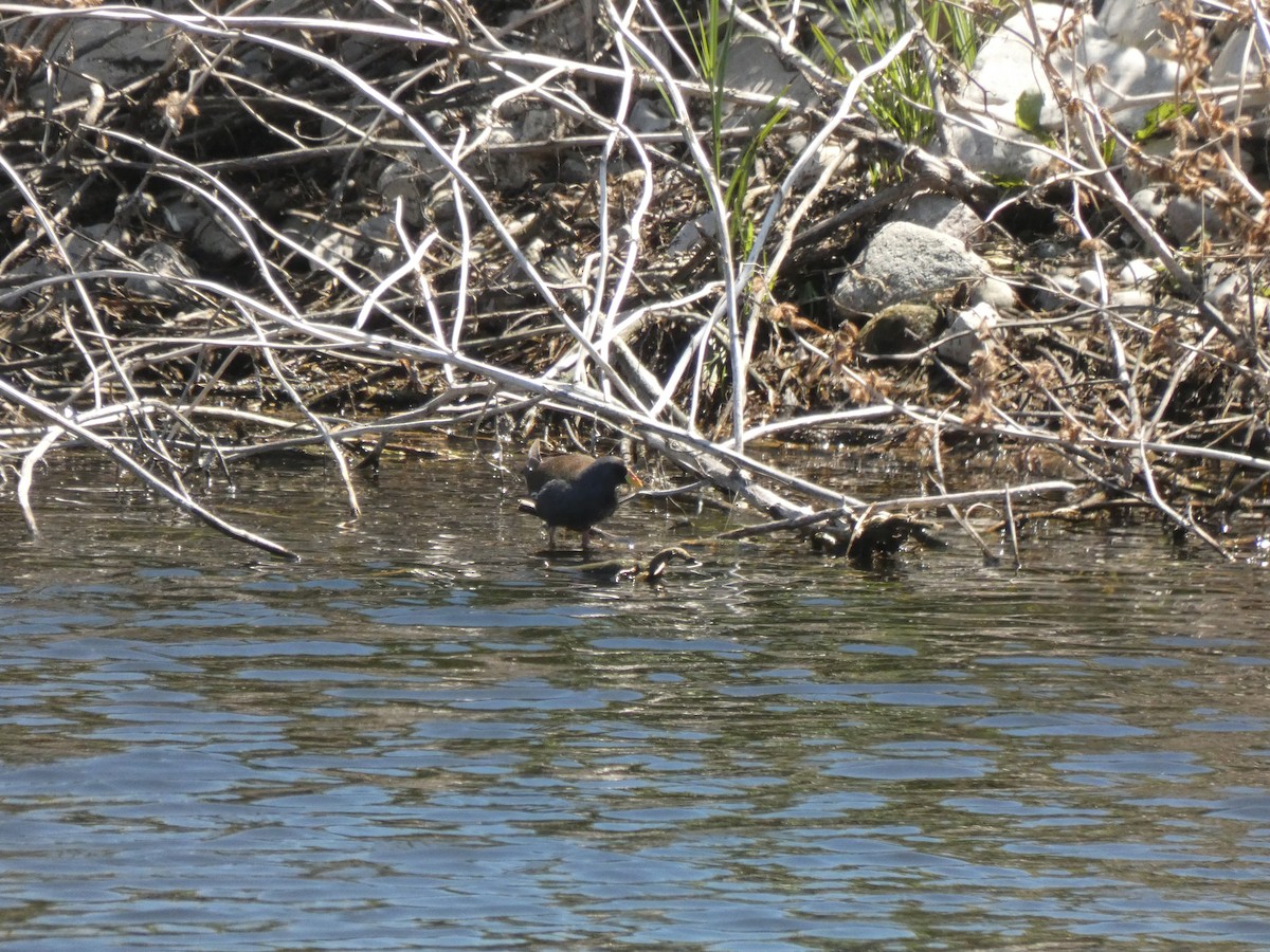 Lesser Moorhen - ML634336704