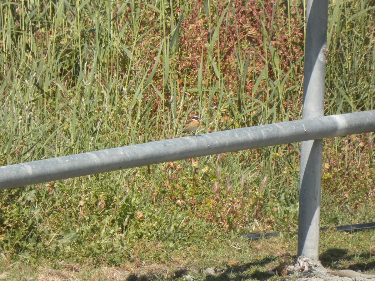 Whinchat - ML634336718