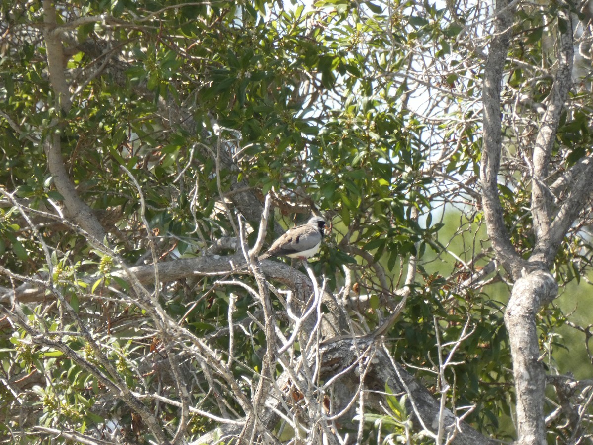 Namaqua Dove - ML634336720