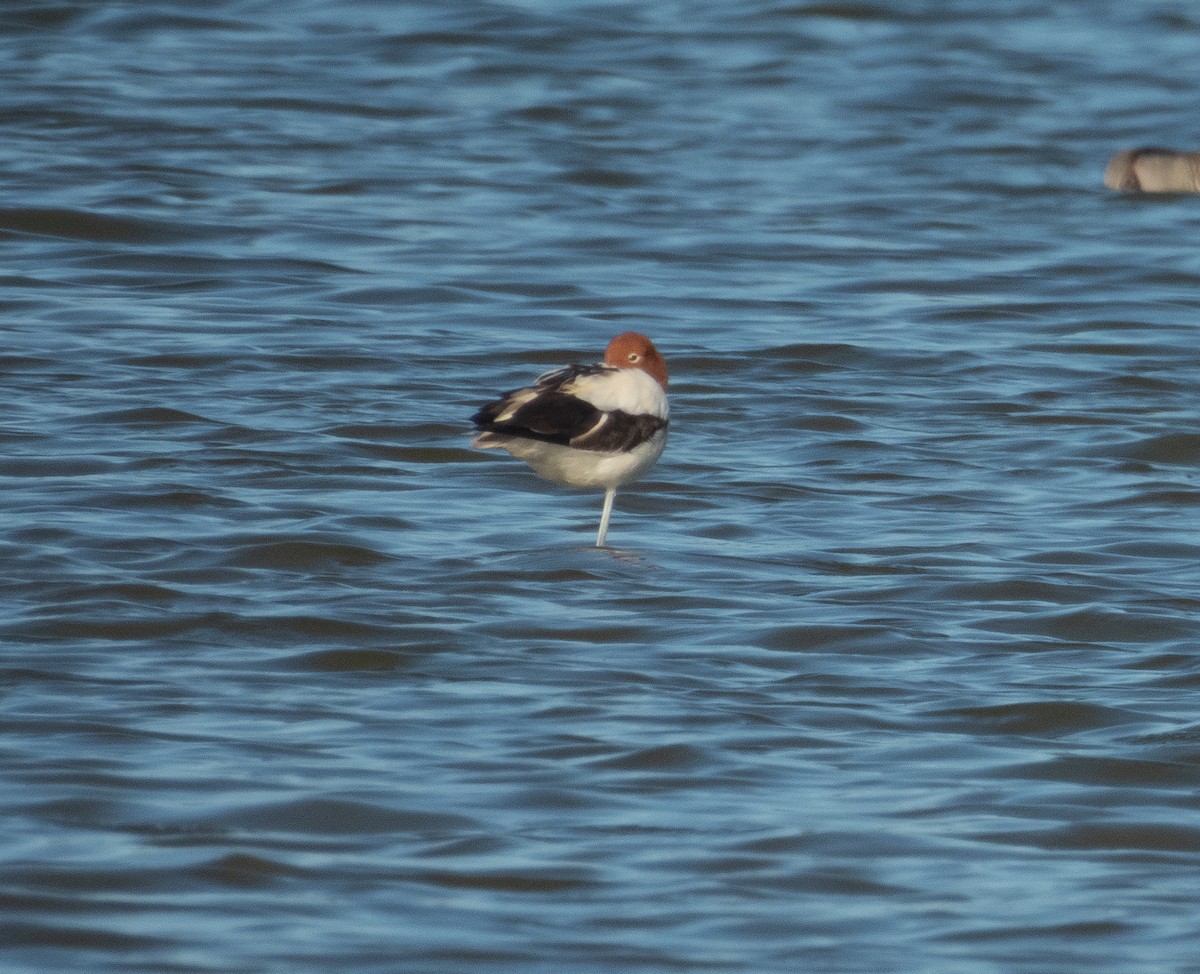Red-necked Avocet - ML634336760