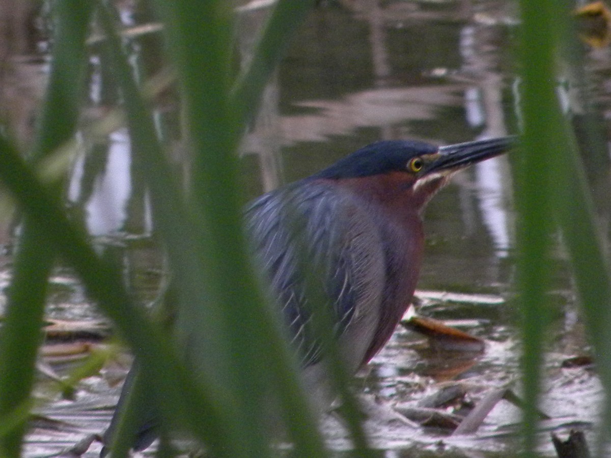 Green Heron - ML634336798