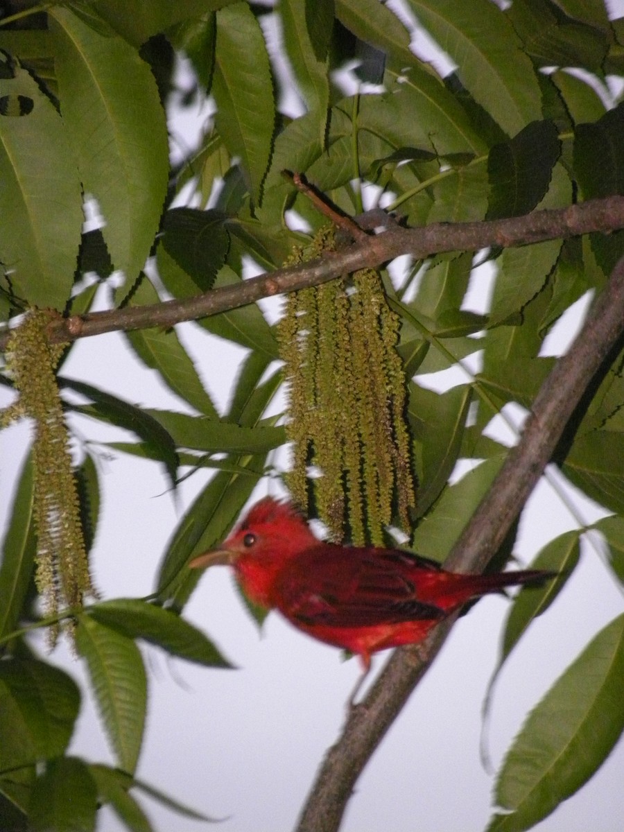Summer Tanager - ML634336799