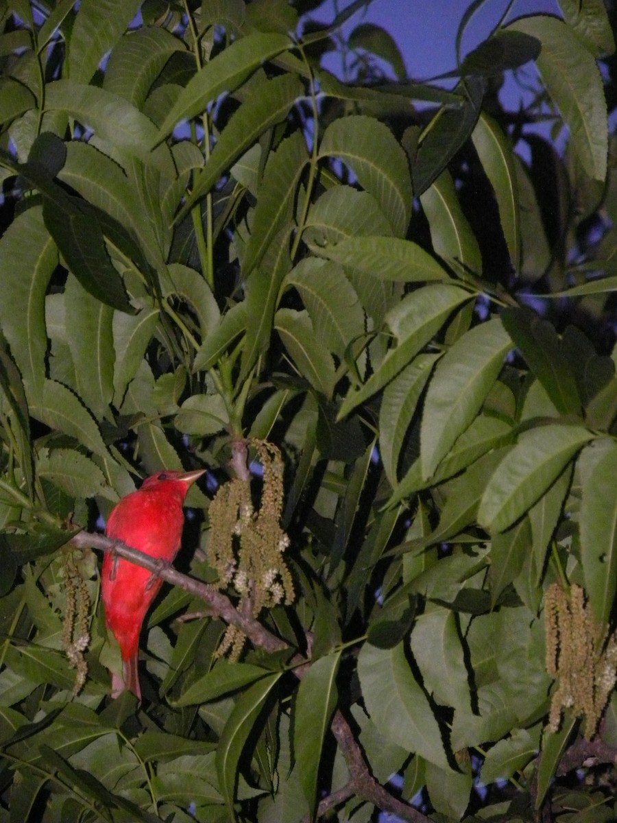 Summer Tanager - ML634336800