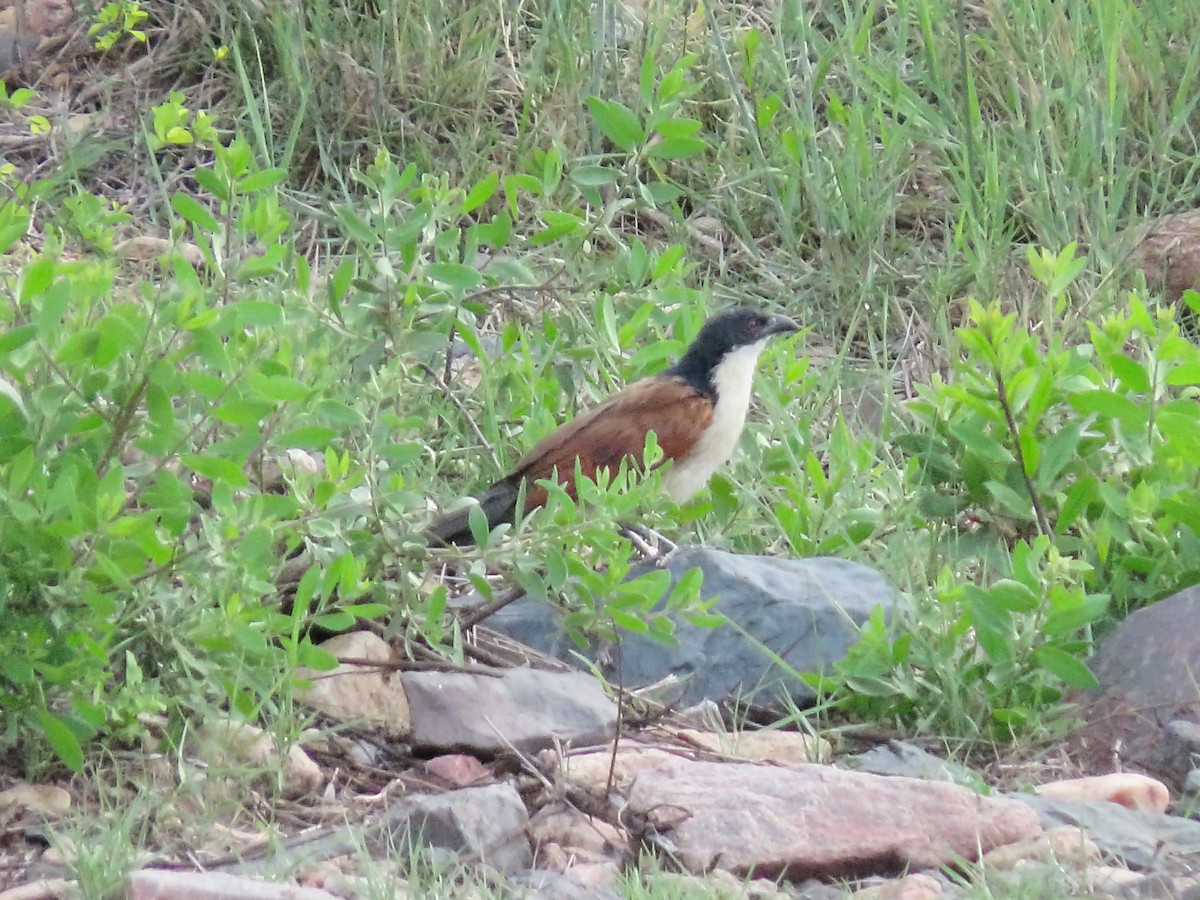 Burchell's Coucal - ML634337075