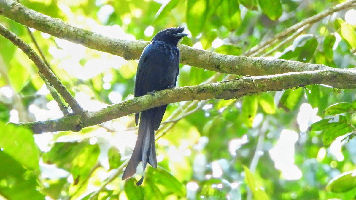 Sri Lanka Drongo - ML634337125