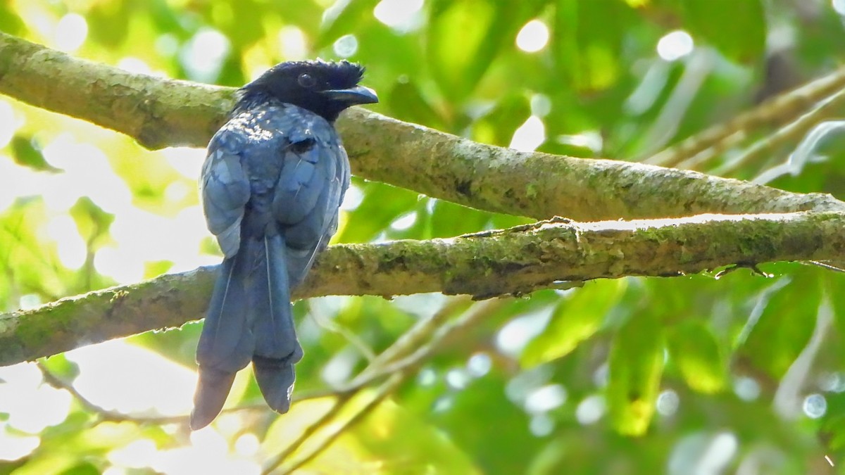 Sri Lanka Drongo - ML634337126