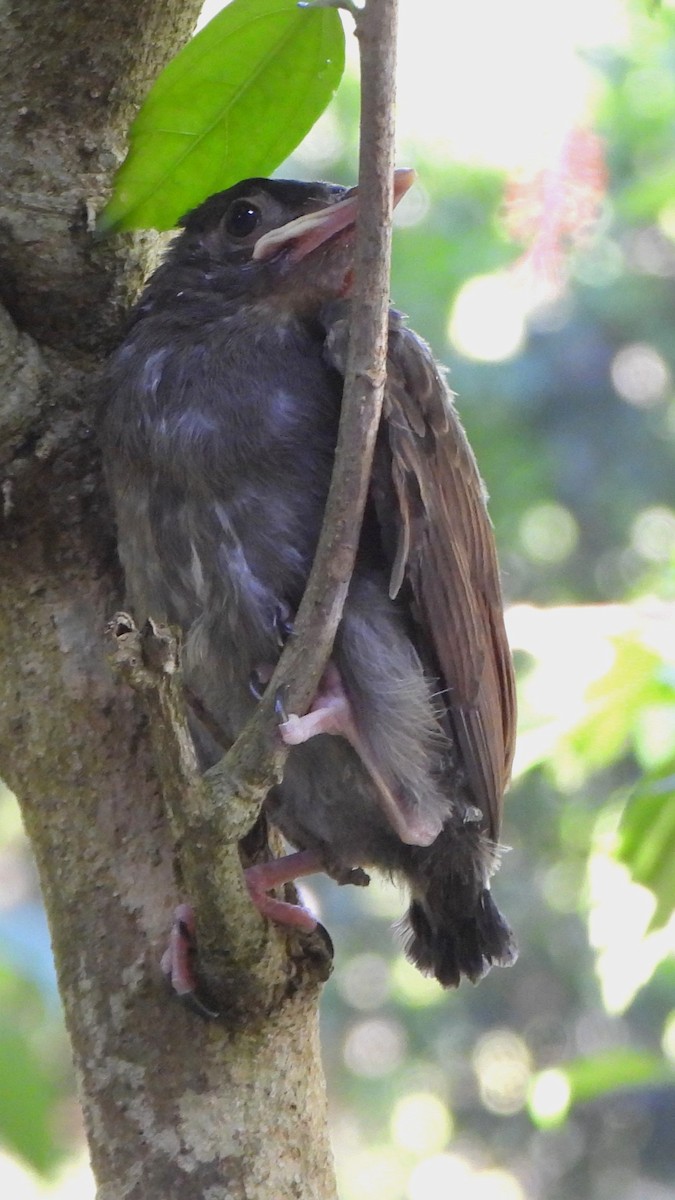 Square-tailed Bulbul (Sri Lanka) - ML634337143