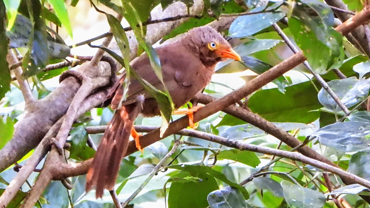 Orange-billed Babbler - ML634337169