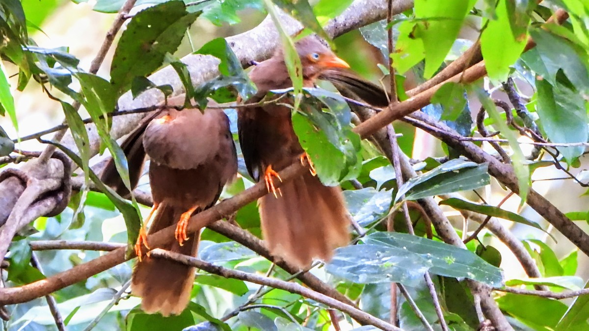 Orange-billed Babbler - ML634337171