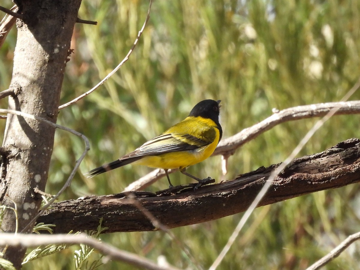 Golden Whistler (Eastern) - ML634337296