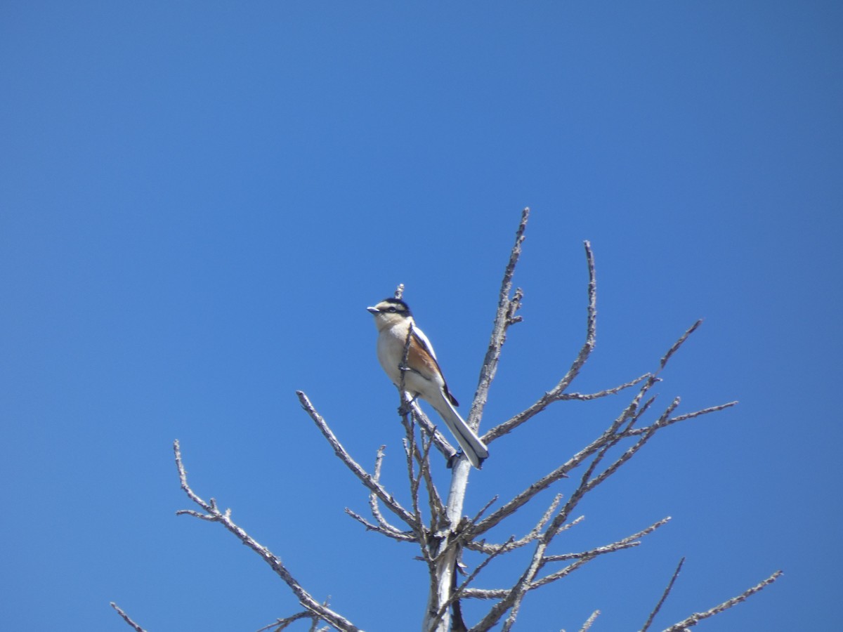 Masked Shrike - ML634337308
