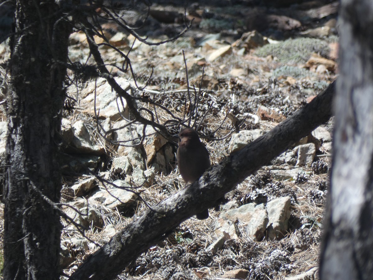 Eurasian Jay - ML634337310