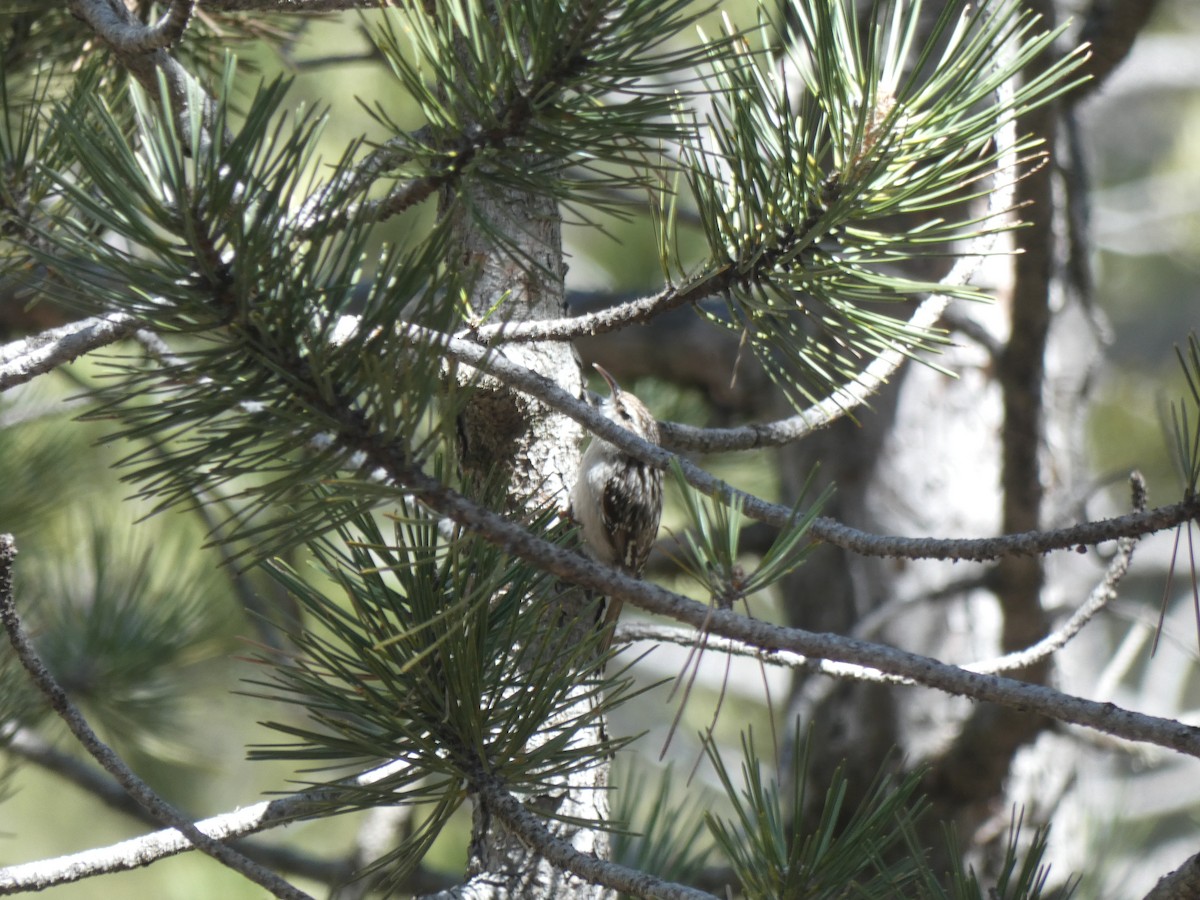 Short-toed Treecreeper - ML634337313