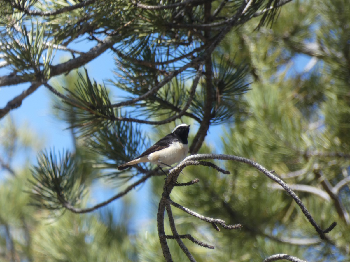 Cyprus Wheatear - ML634337321