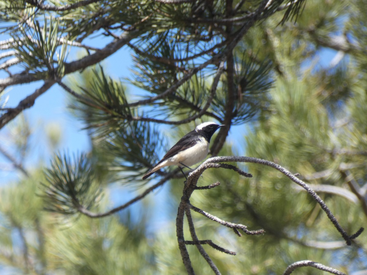 Cyprus Wheatear - ML634337322