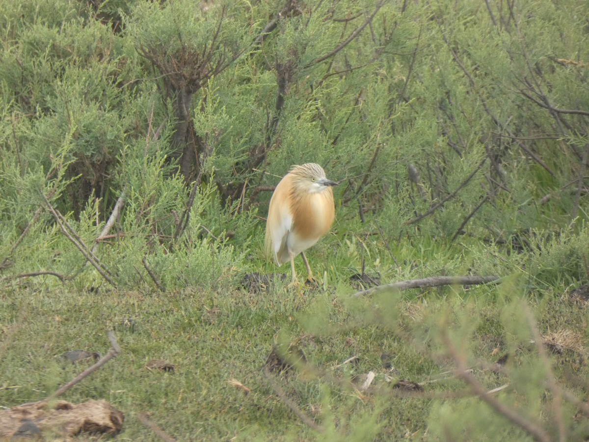 Squacco Heron - ML634337340