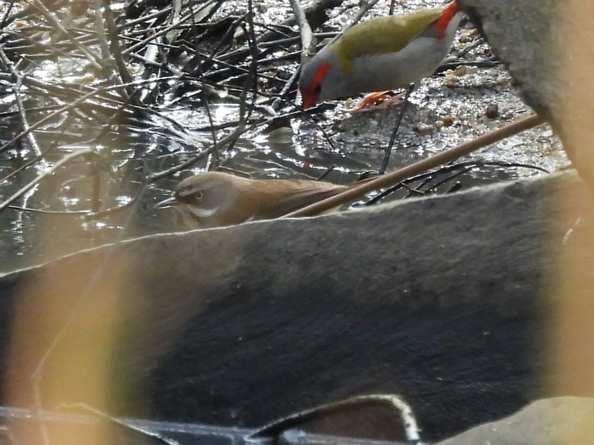 White-browed Scrubwren - ML634337343