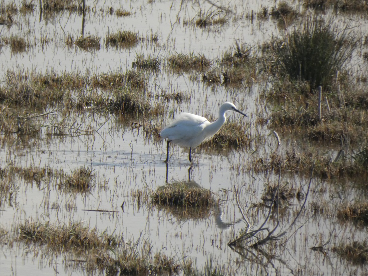 Little Egret - ML634337347