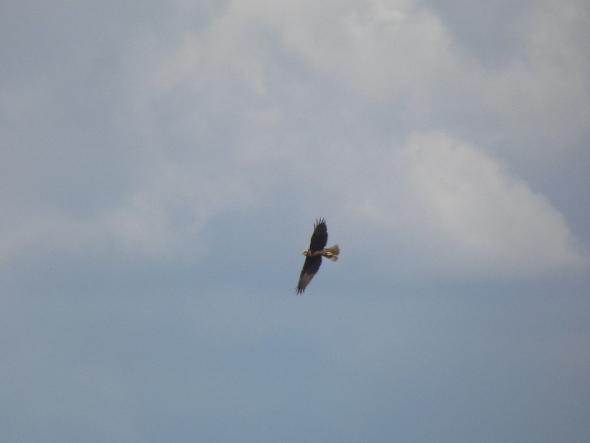 Western Marsh Harrier - ML634337348