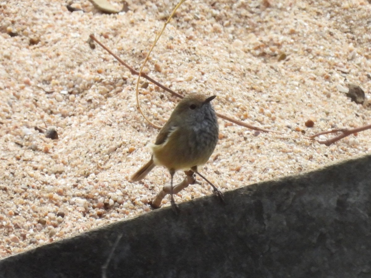Brown Thornbill - ML634337349