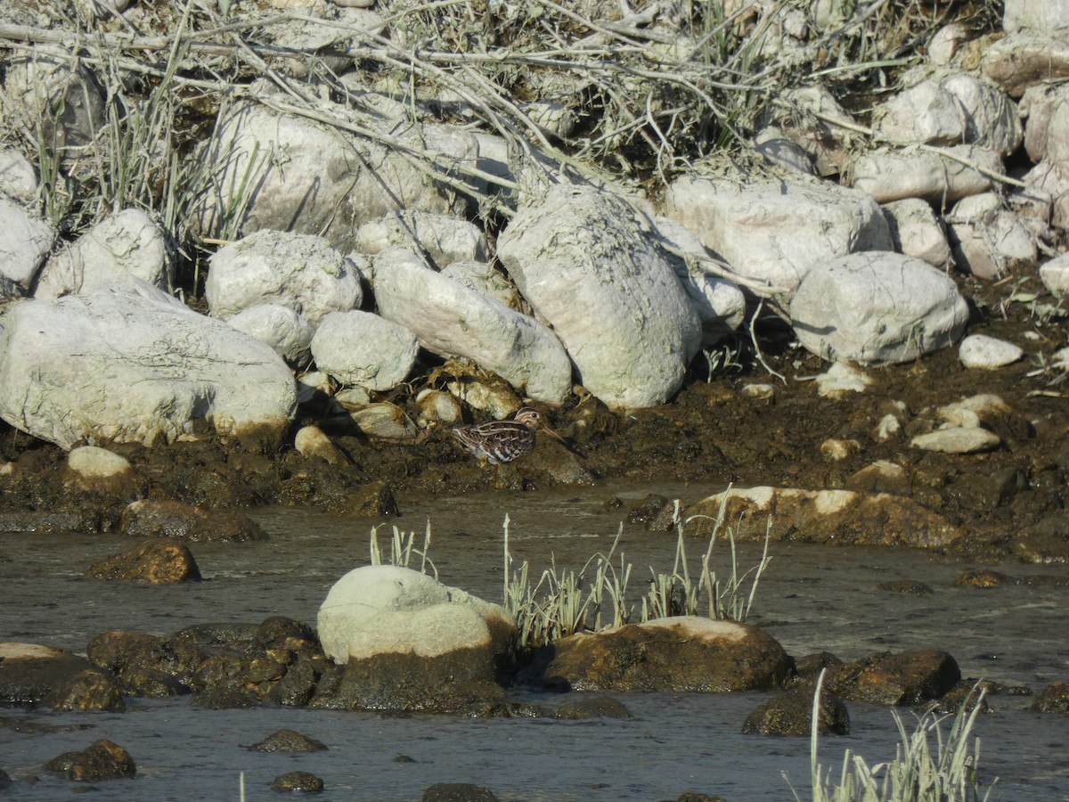 Great Snipe - ML634337354