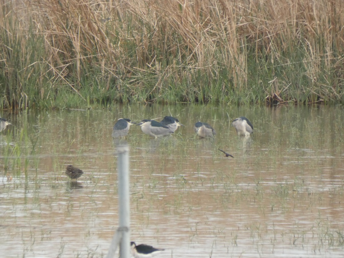 Black-crowned Night Heron - ML634337369