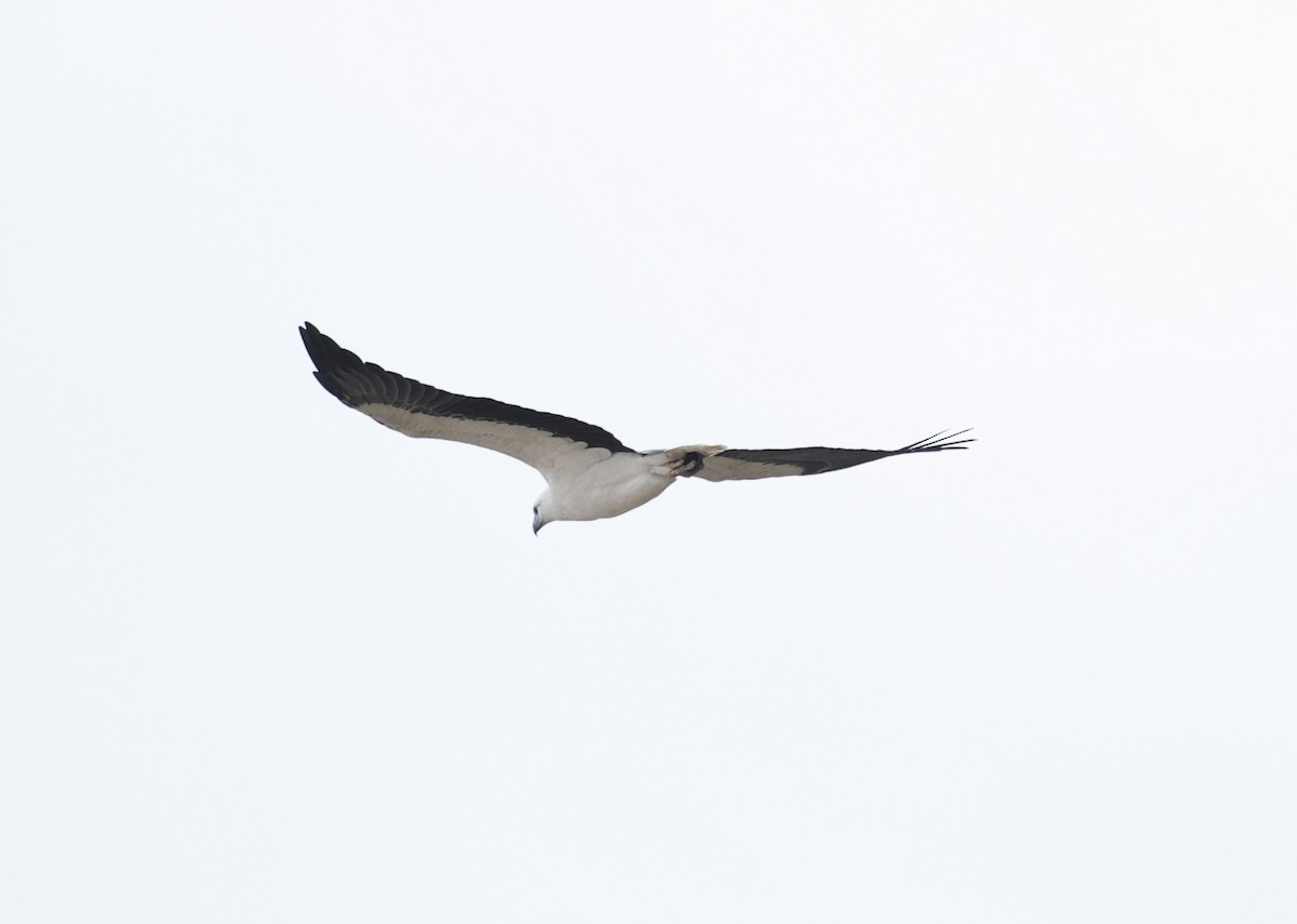 White-bellied Sea-Eagle - ML634337417