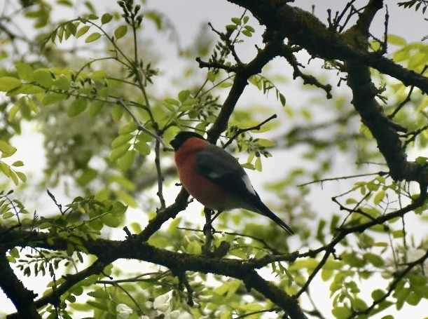 Eurasian Bullfinch - ML634337562