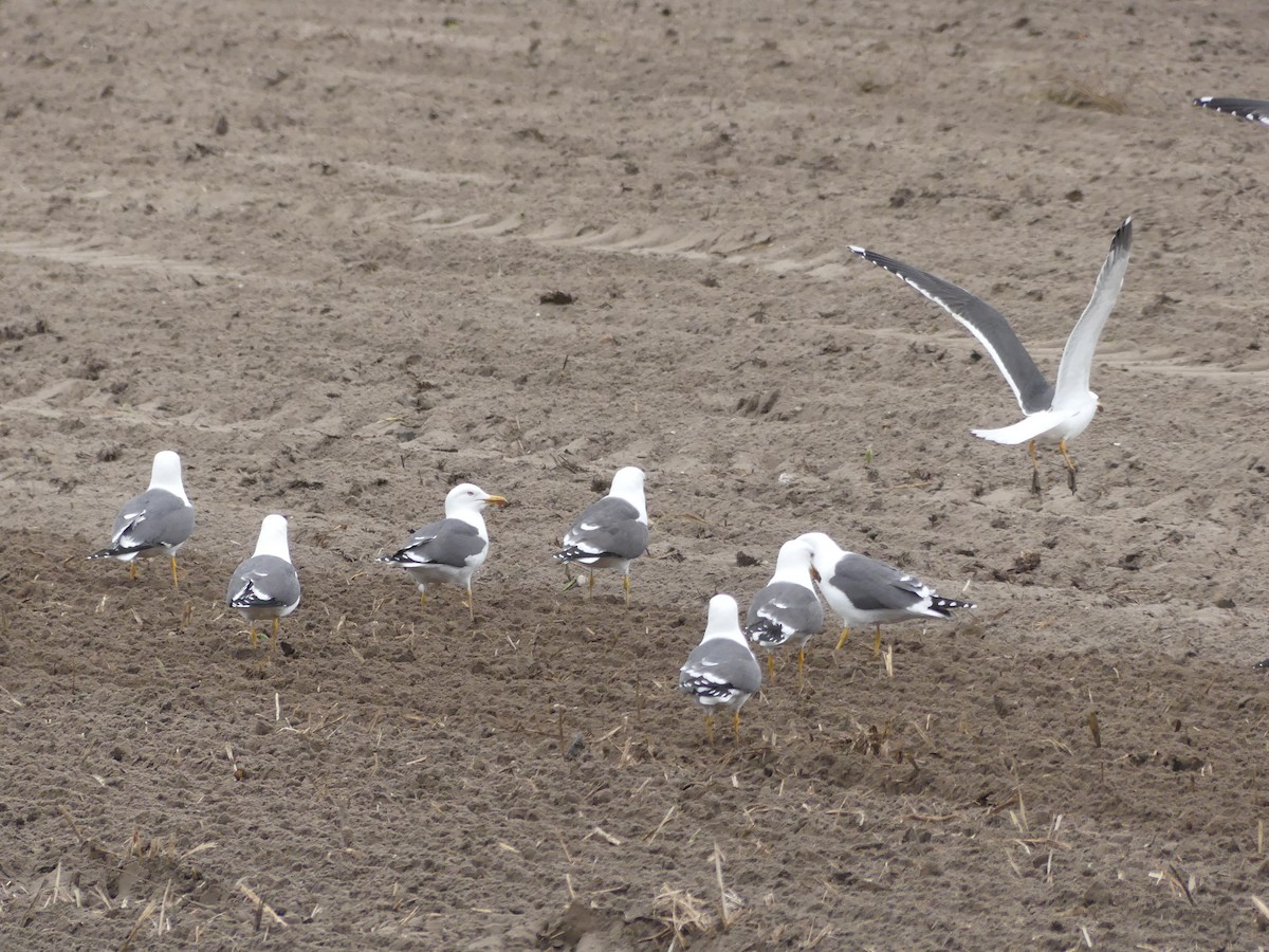 Lesser Black-backed Gull - ML634337595