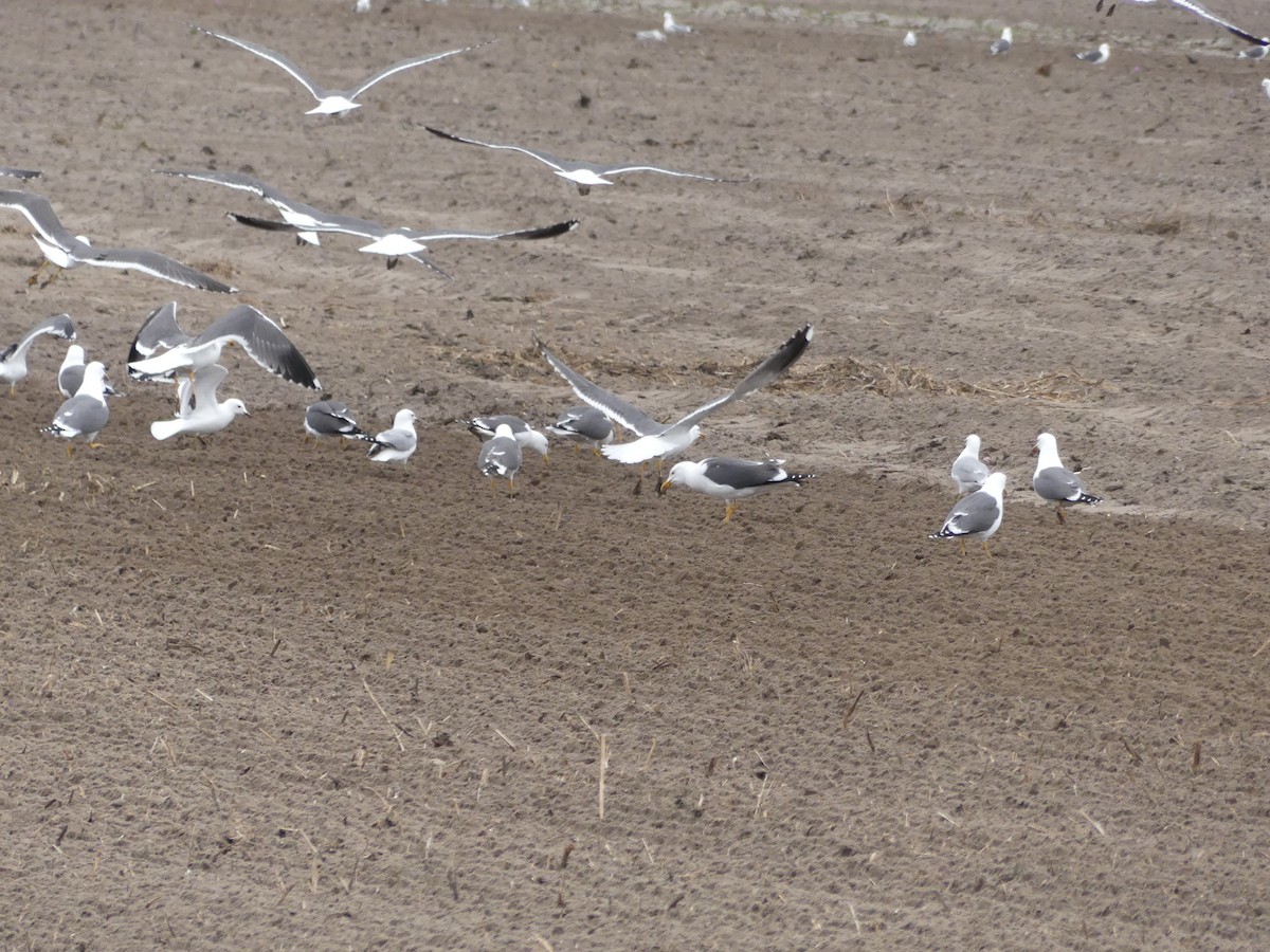 Lesser Black-backed Gull - ML634337596