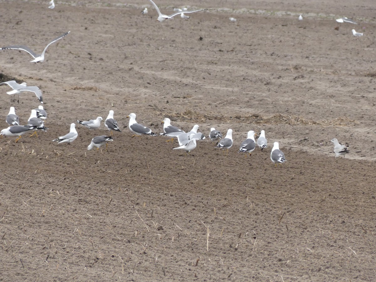 Lesser Black-backed Gull - ML634337597