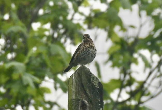 Song Thrush - ML634337682