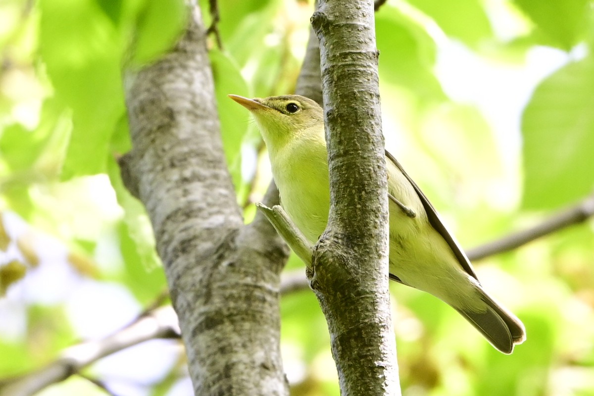 sedmihlásek hajní - ML634337730