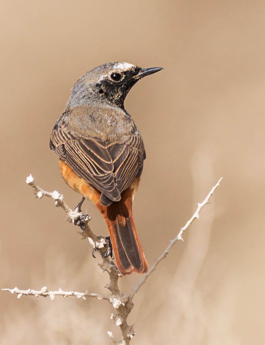 Common Redstart - ML634337742