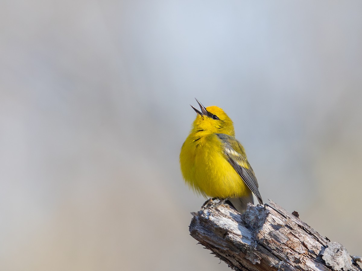 Blue-winged Warbler - ML634337772
