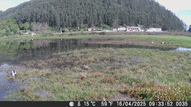 Northern Shoveler - ML634337829