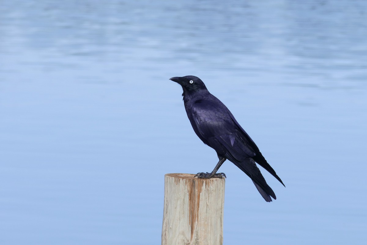 Little Raven - ML634337862