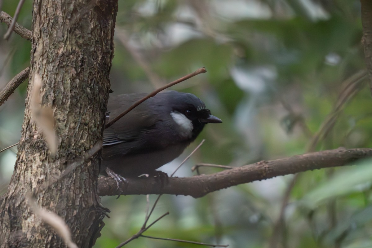 Black-throated Laughingthrush - ML634337883