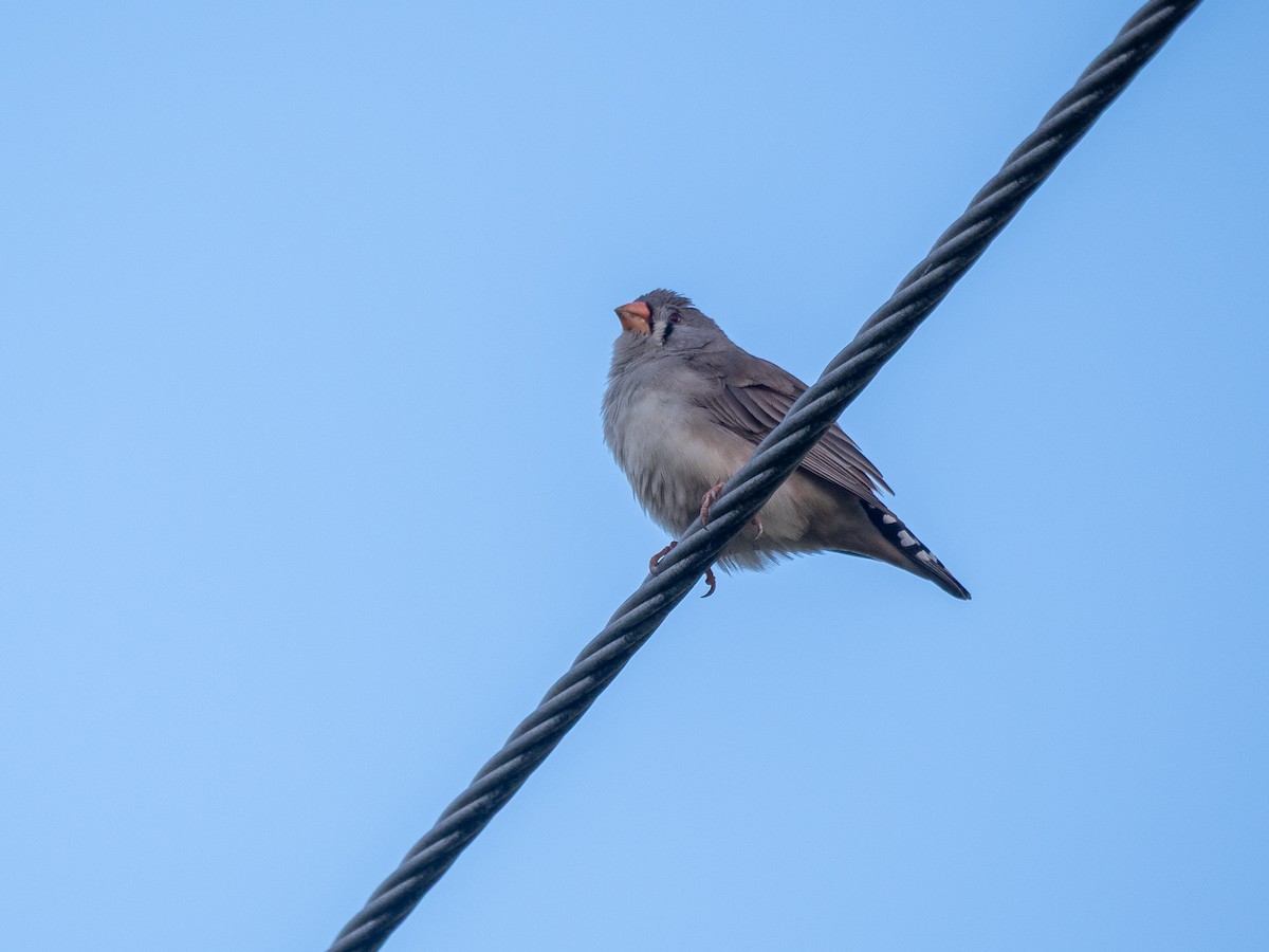 Zebra Finch (Australian) - ML634337956