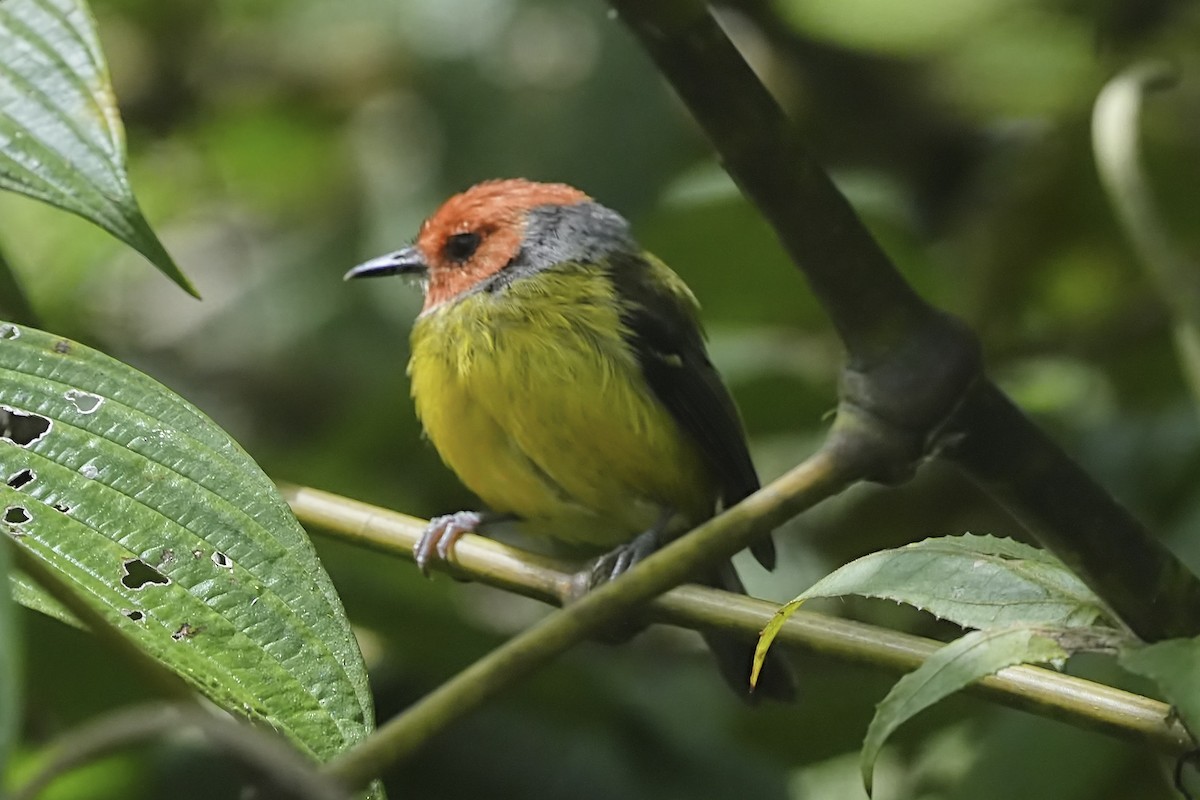 Johnson's Tody-Flycatcher - ML634337973