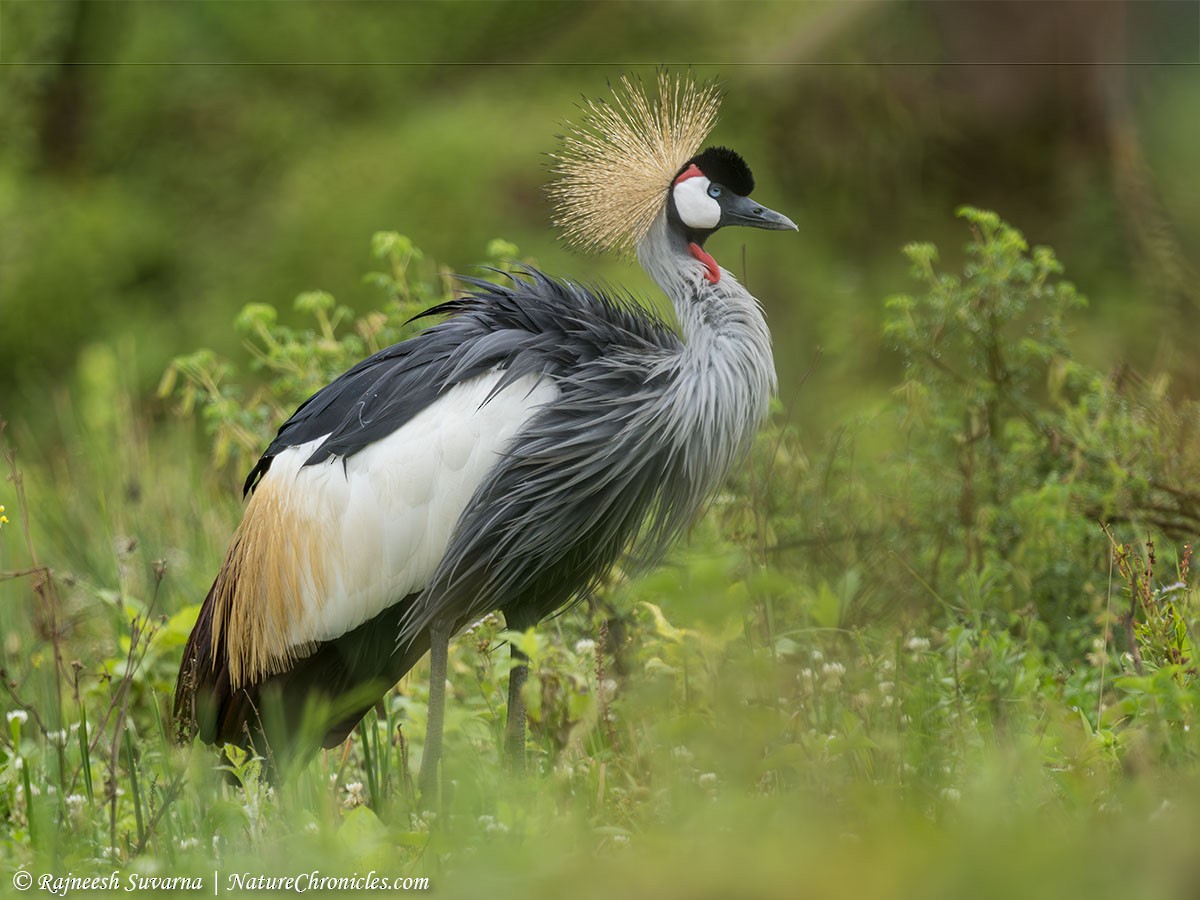 Gray Crowned-Crane - ML634338175