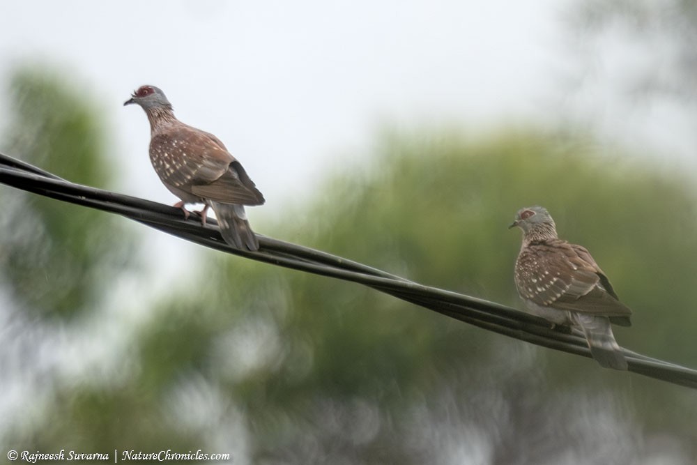 Speckled Pigeon - ML634338181