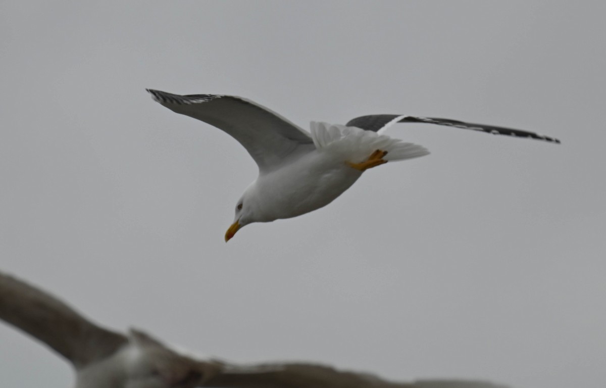 Lesser Black-backed Gull - ML634338237