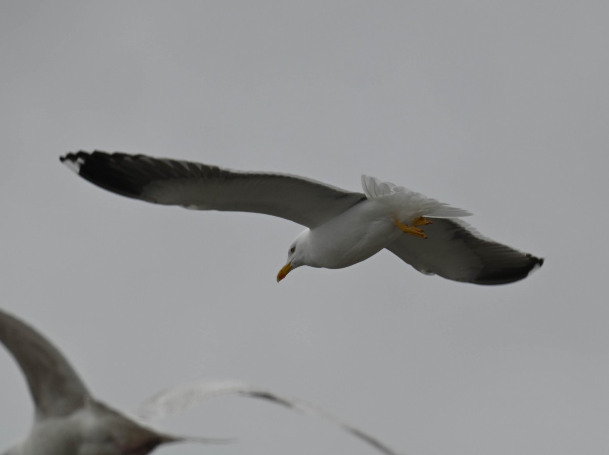 Lesser Black-backed Gull - ML634338238