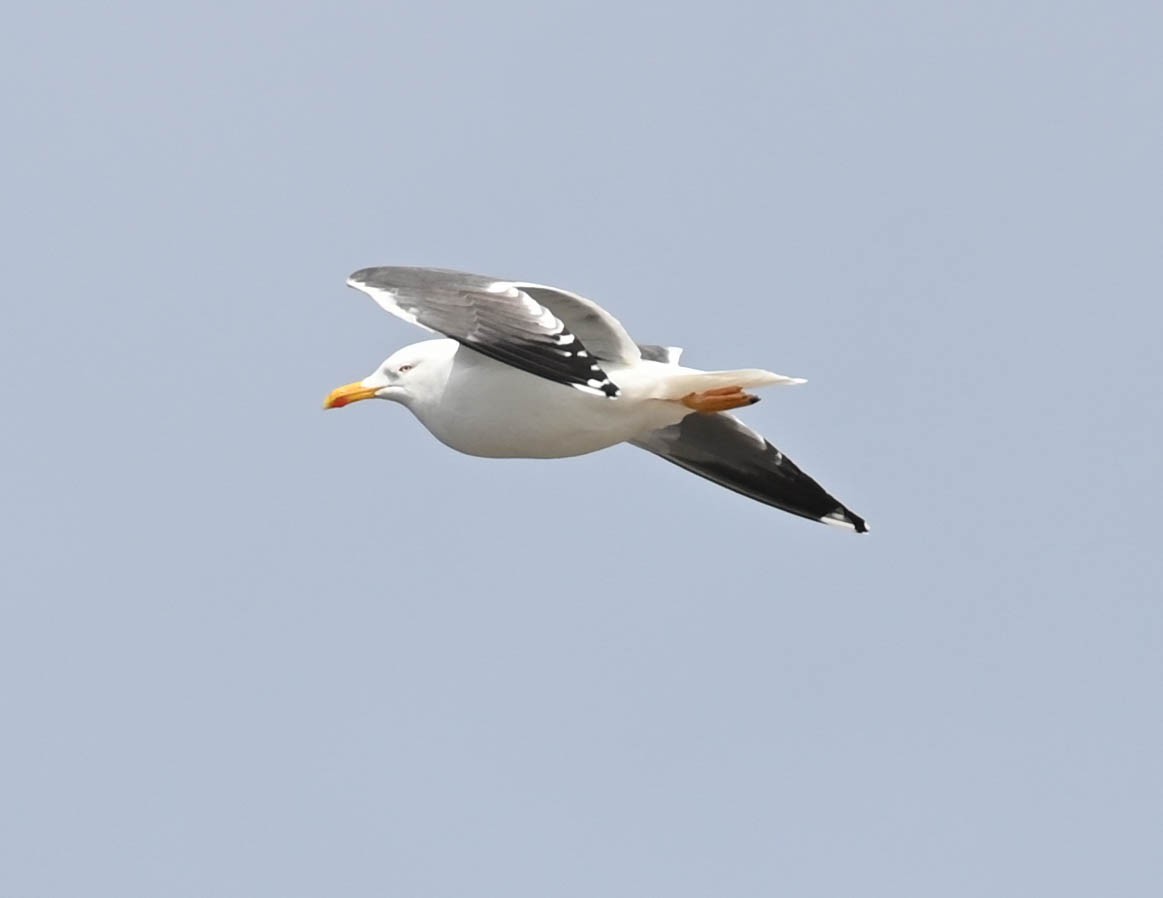 Lesser Black-backed Gull - ML634338352