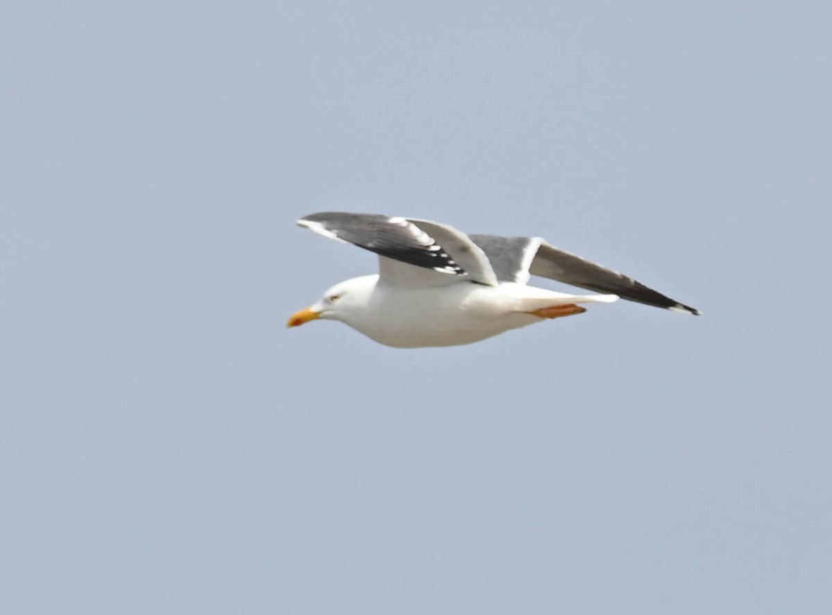 Lesser Black-backed Gull - ML634338353