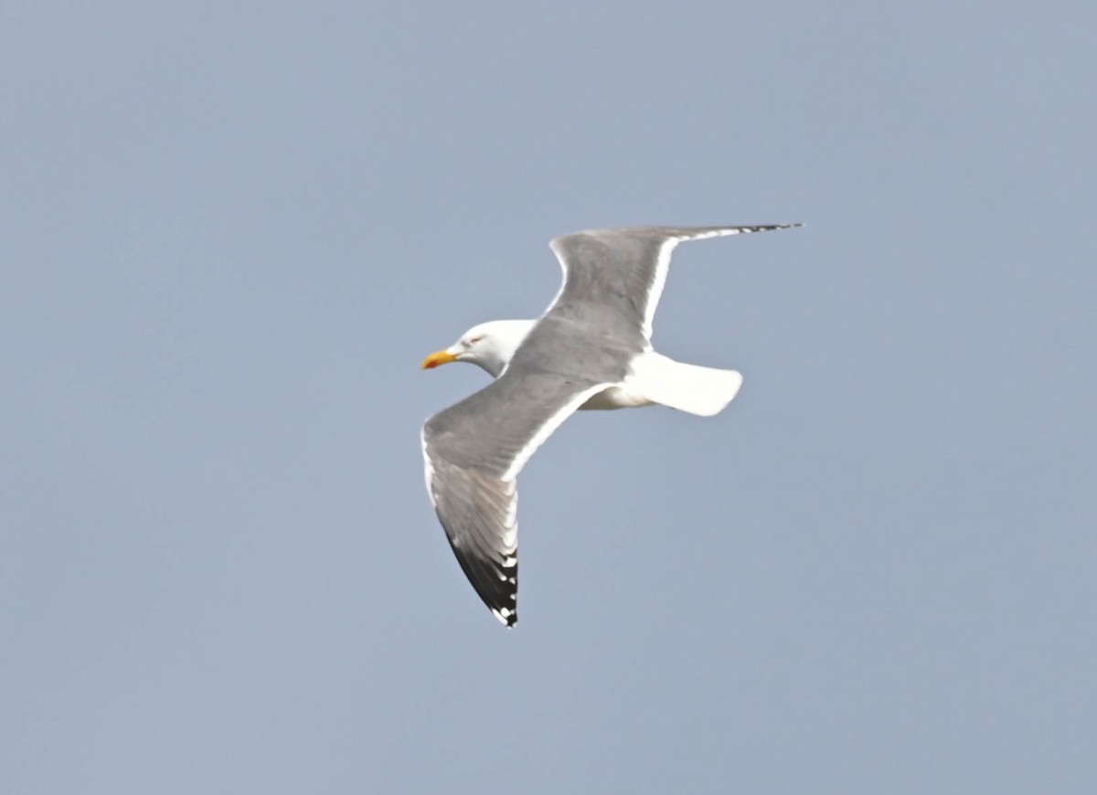 Lesser Black-backed Gull - ML634338354