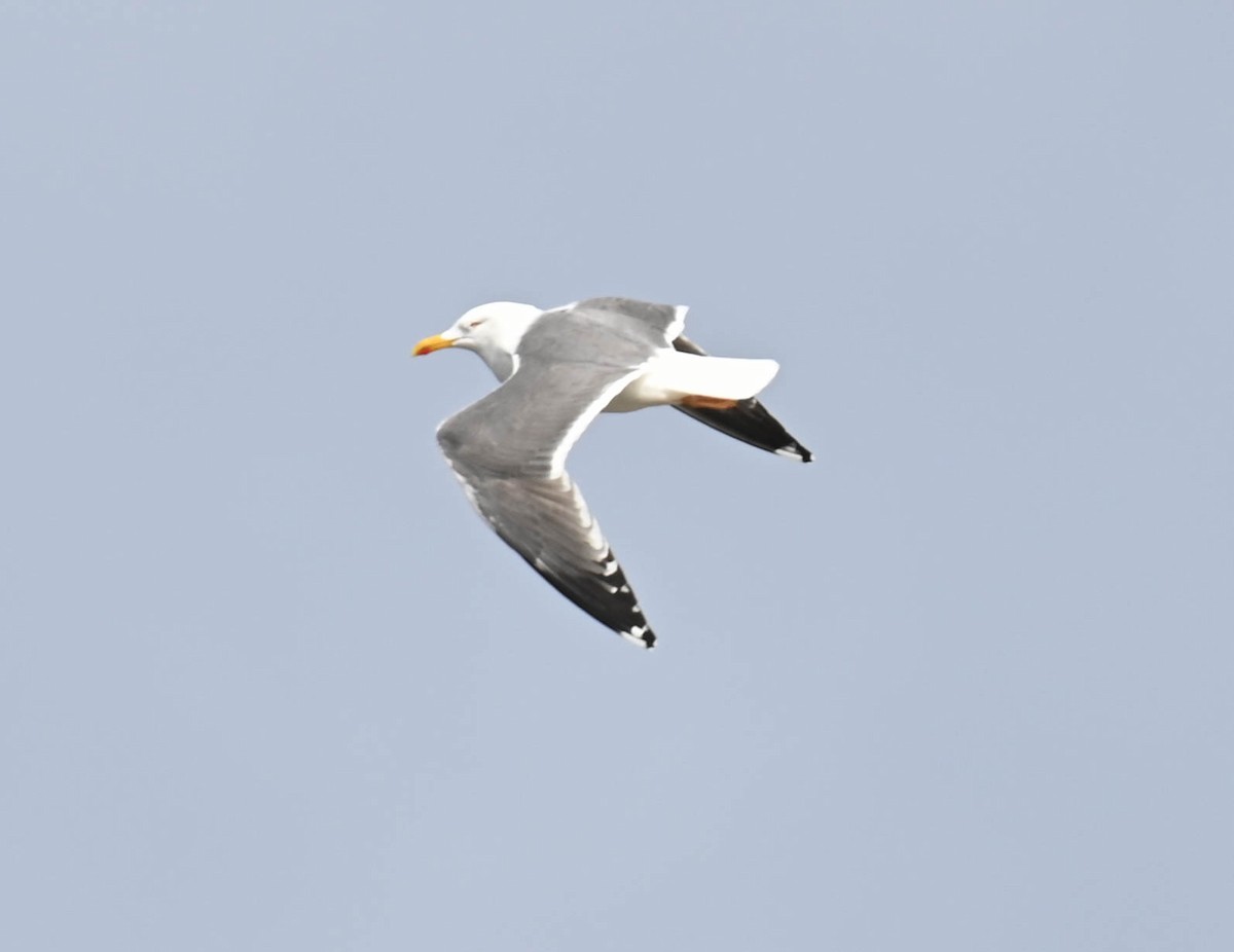 Lesser Black-backed Gull - ML634338355