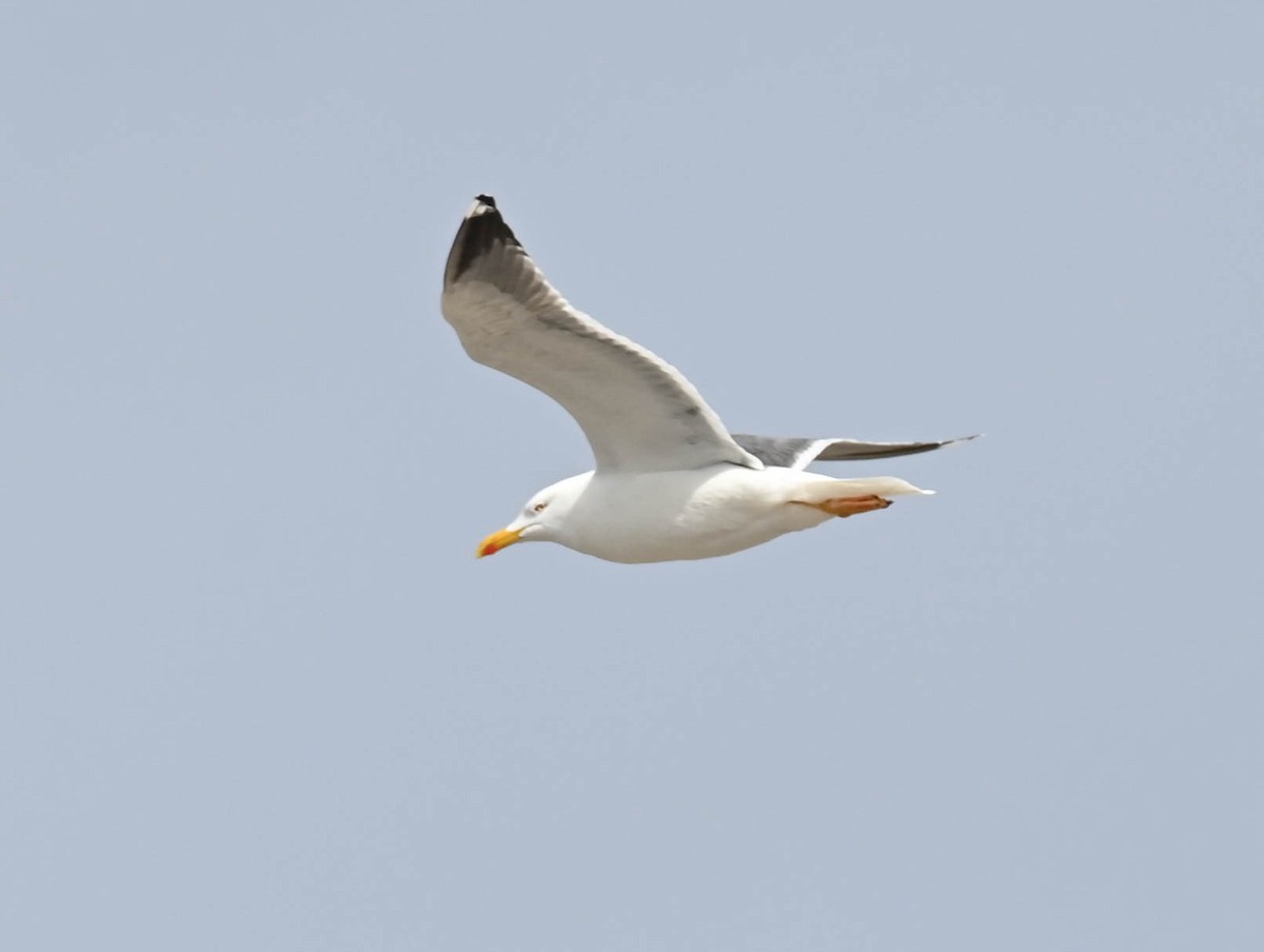 Lesser Black-backed Gull - ML634338356