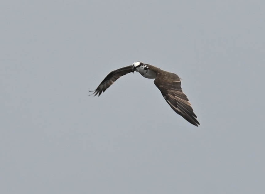 Osprey - ML634338405